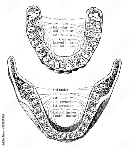 Jaw showing the roots of the teeth, vintage illustration.