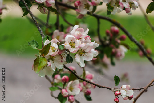 Tender pink flowers and buds of an apple tree on a branch in the garden.