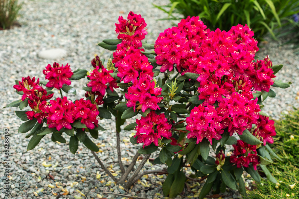 Rhododendron pink flower fresh blooming on the park. Pink Rhododendron flower.Rhododendron flower pattern. Rhododendron pink flower fresh blooming on the park. Pink Rhododendron flower.Rhododendron flower pattern.