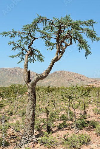 Socotra Island, Yemen. Frankincense Tree photo