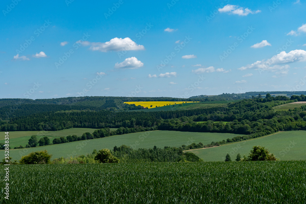 Yellow field in the countryside 