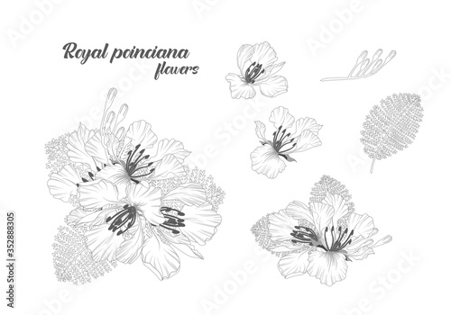 set of hand drawn and line art of royal poinciana flowers elements  photo