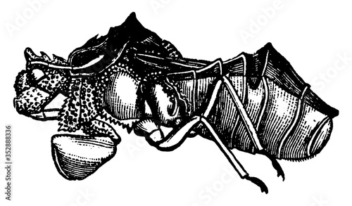 Jagged ambush bug, vintage illustration.