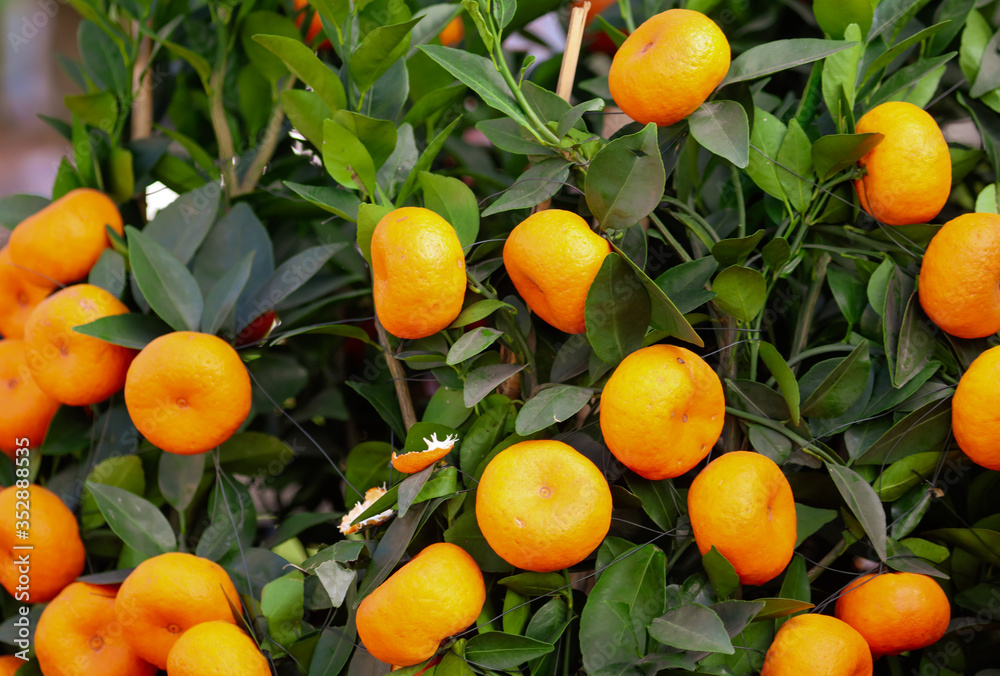 Ripe tangerines on the branches of a tree Ripe tangerines on the branches of a tree