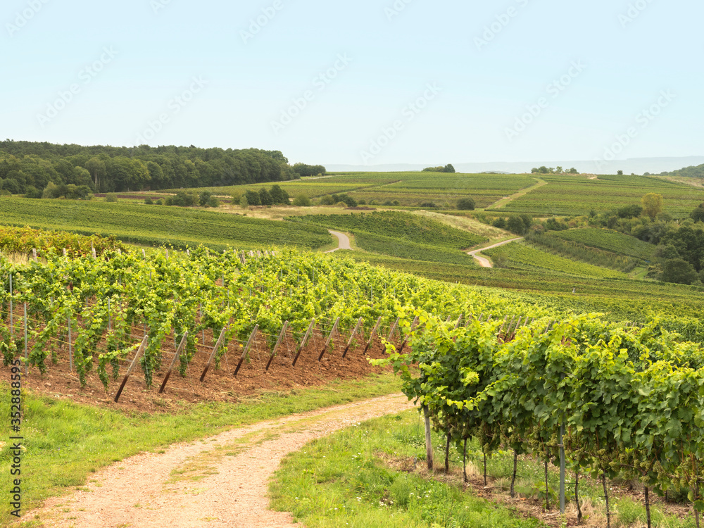 Vineyards ready for harvest in a hilly german wine-growing area on a hazy autumn day. 
