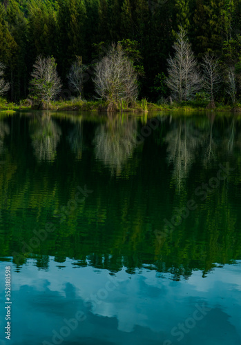 reflection of trees in water vertical