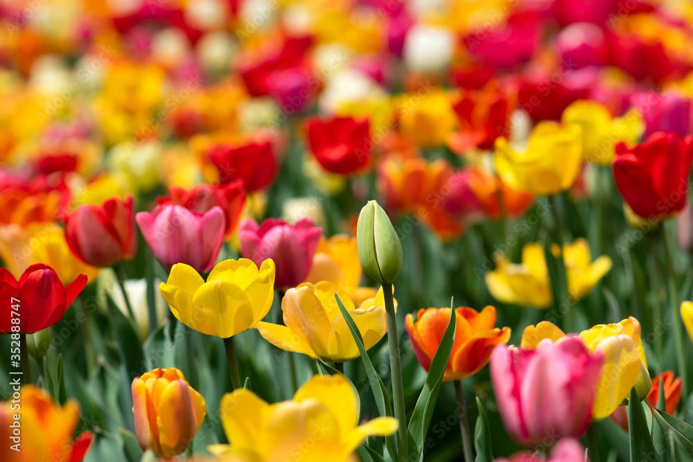 Tulip Bud In Field