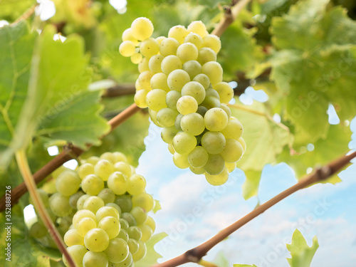 Billede på lærred White wine grapes of the vine variety riesling in a harvest ripe german vineyard with defocused background on a sunny autumn day