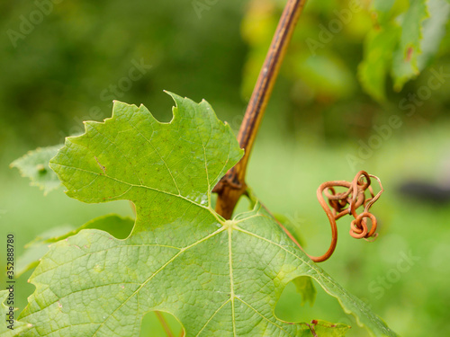 Close-up shot of a summer vine leaf with tendril in a vineyard in a german wine-growing area with defocused background on a hazy autumn day.