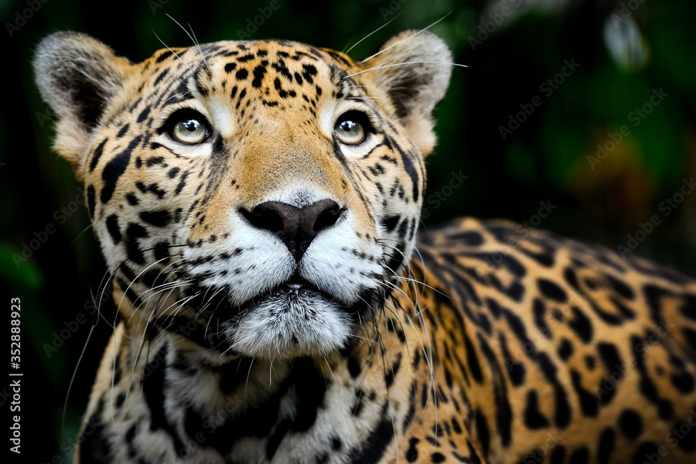 Jaguar Portrait - obrazy, fototapety, plakaty 