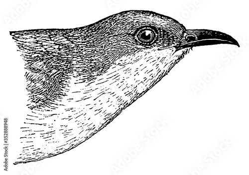 Black-billed Cuckoo, vintage illustration. photo