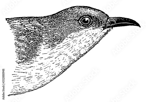 Black-billed Cuckoo, vintage illustration.