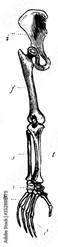 Chimp Limb, vintage illustration.