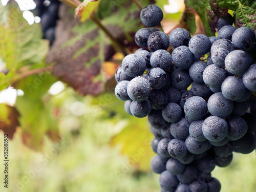 Dornfelder red wine grape variety in a german harvest ripe vineyard with defocused background on a sunny autumn day.