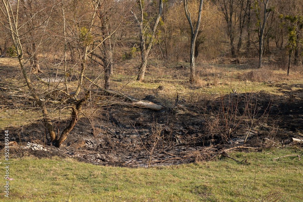 Burned field among forest. Black grass and branches after fire Burned field among forest. Black grass and branches after fire