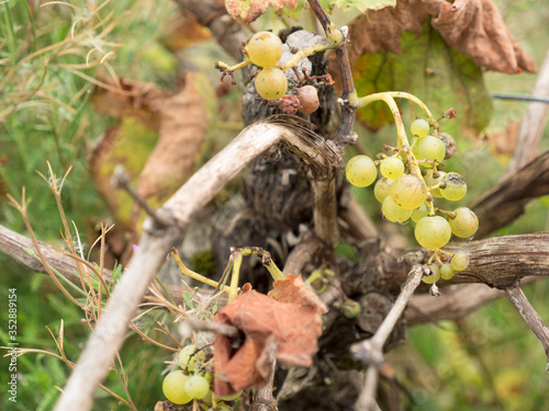 Withered vine leaves and wild white wine grapes on an old grapevine in a german vineyard with defocused background on a hazy autumn day. 