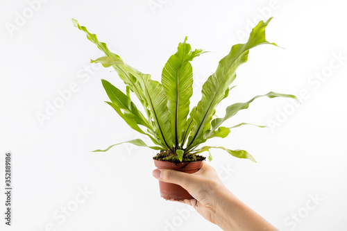 Female hands holing a pot of Fern Asplenium nidus isolated on white background  tropical houseplant