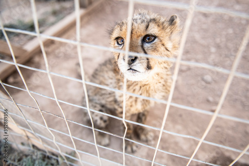 Cheetah confiscated from the illegal wildlife trade photo