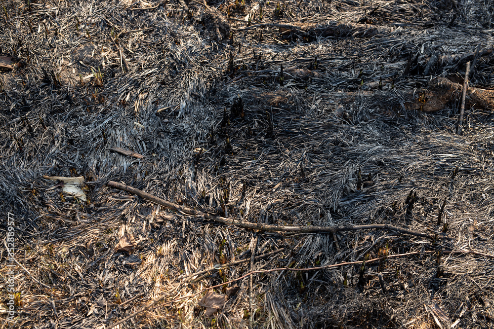 Dry and old grass with no color in forest, grass before the new grass grows, potential fire hazard because it is highly flammable. Grass background Dry and old grass with no color in forest, grass before the new grass grows, potential fire hazard because it is highly flammable. Grass background