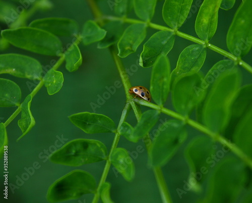 A small ladybug in a green leaf