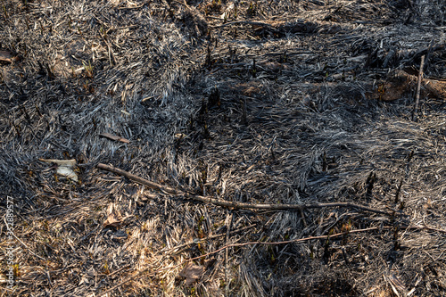 Dry and old grass with no color in forest, grass before the new grass grows, potential fire hazard because it is highly flammable. Grass background