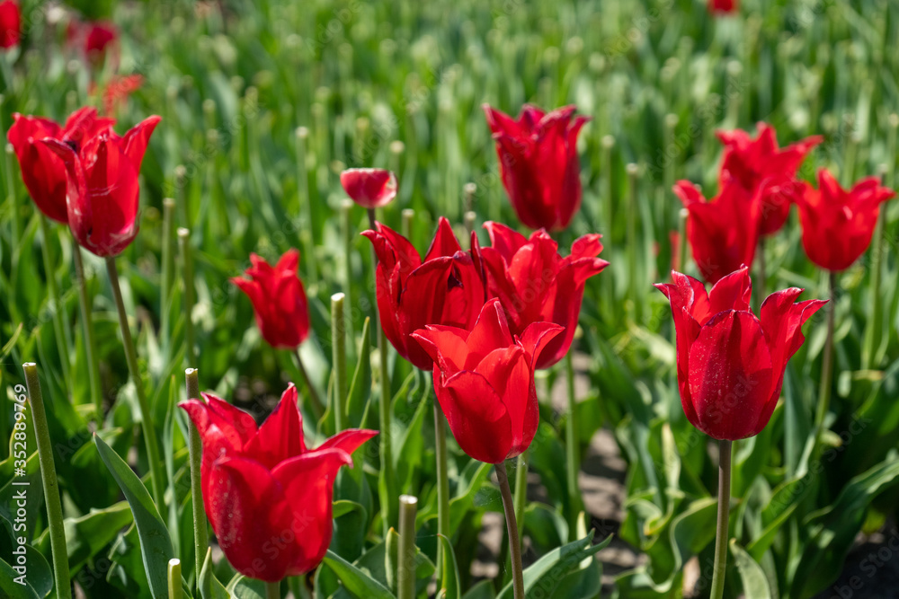 Naklejka premium Tulip Field in the Netherlands