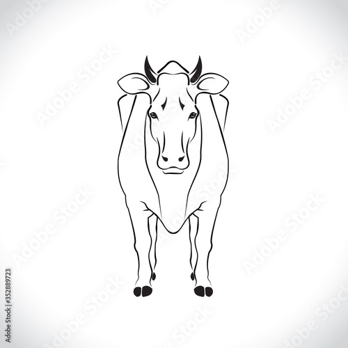 vector of an cow body design isolated on the white background. Cow body Logo.