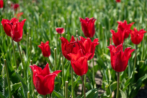 Tulip Field in the Netherlands