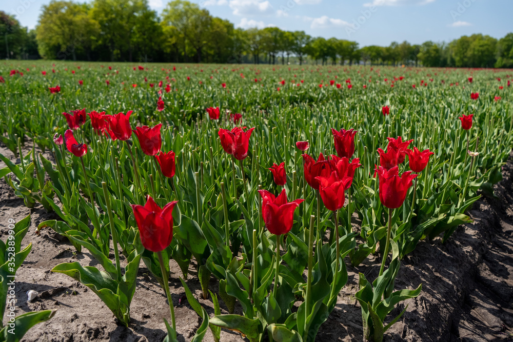 Fototapeta premium Tulip Field in the Netherlands