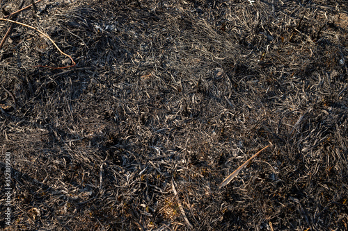 Dry and black grass after fire. Natural disaster with help human. Grow new grass under old grass. Grass background