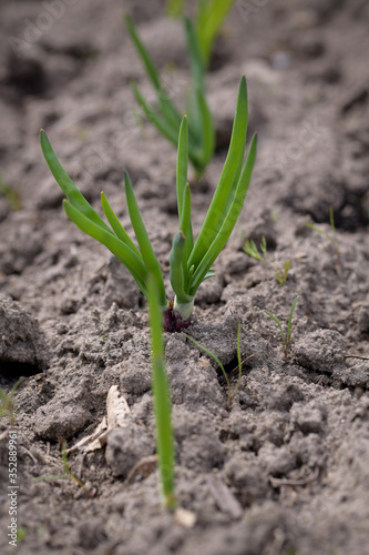 Young shoots of fresh green onions on a fertile bed close up