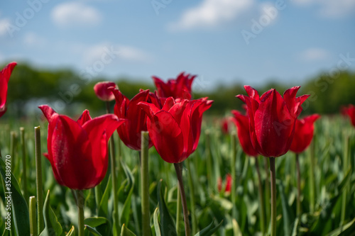 Tulip Field in the Netherlands © Pim