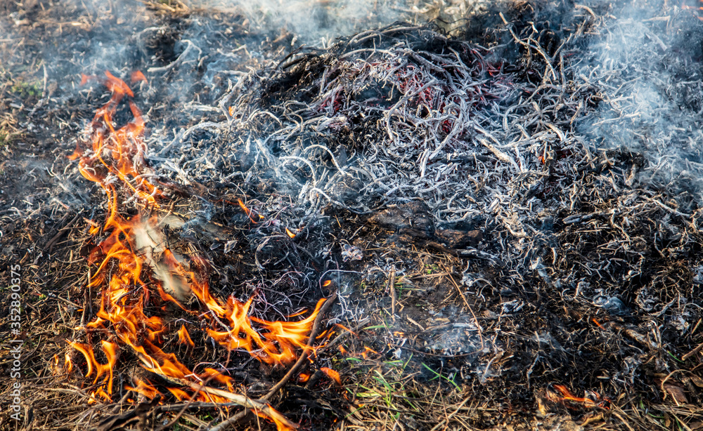 Dry grass burns on nature. Dry grass burns on nature.