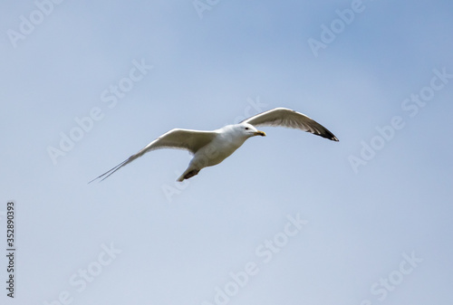 A seagull is flying in the sky. © schankz