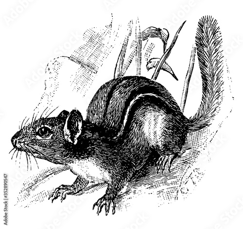 Chipmunk, vintage illustration