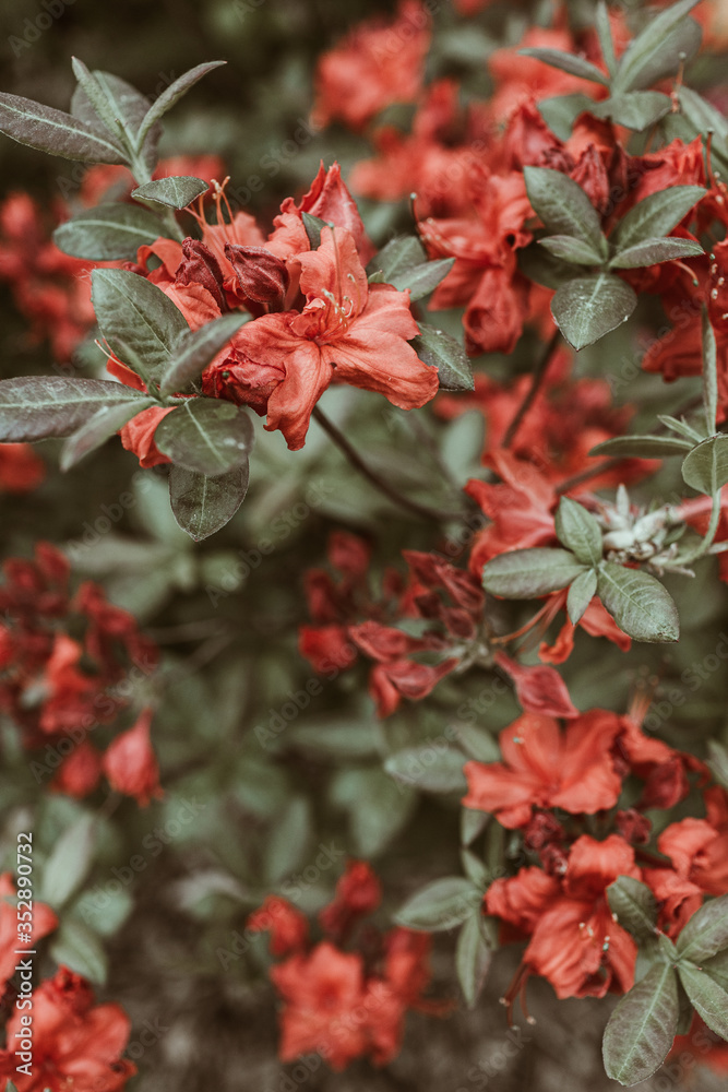 Closeup of beautiful red rhododendron flowers bloom bush. Summer floral foliage composition