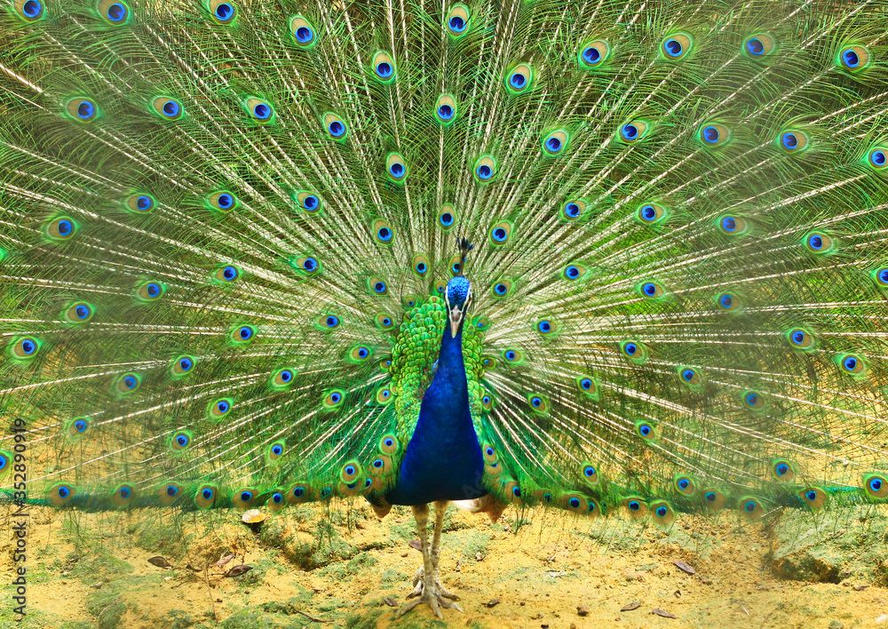 Obraz premium peacock with feathers out