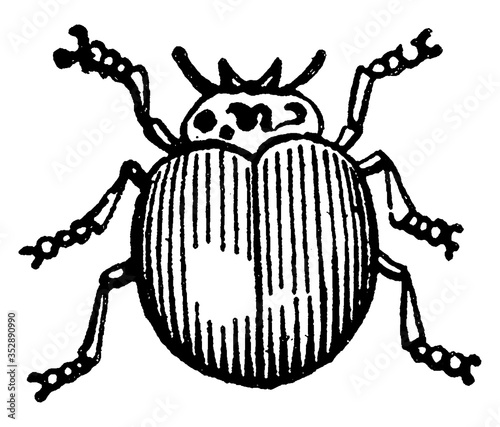 Ladybug, vintage illustration.