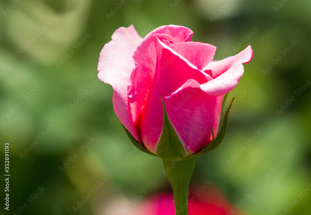 Beautiful pink rose in the park. Beautiful pink rose in the park.