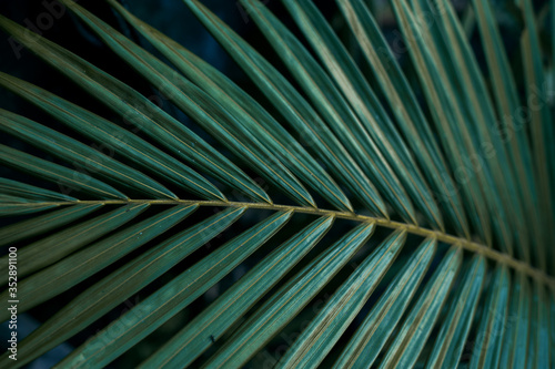 green leaf pattern close up