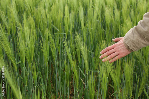 male hand gently stroking young green ears of rye, winter field, agricultural concept, growing grain harvest, environmentally friendly plants