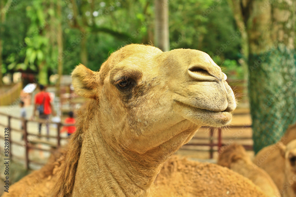 Obraz premium portrait of a camel in the zoo