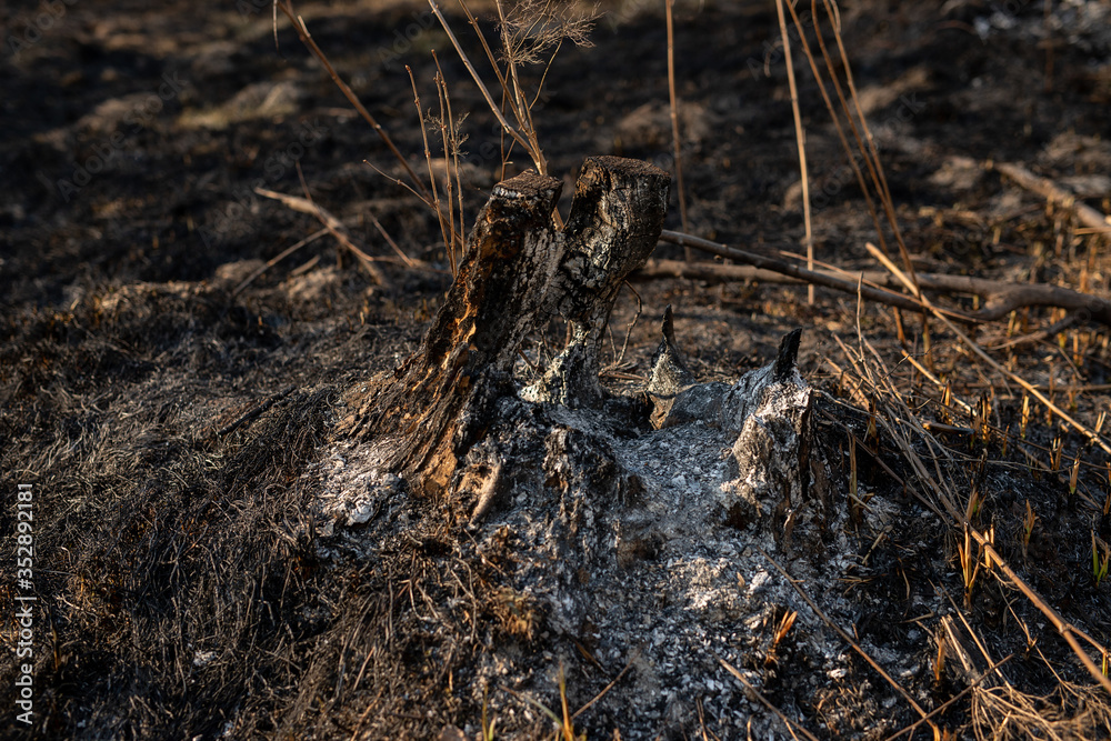 Burned tree stump after a wildfire in forest. White ashes inside stump after fire. Effects of fire in forest. Black and dry grass and branches Burned tree stump after a wildfire in forest. White ashes inside stump after fire. Effects of fire in forest. Black and dry grass and branches