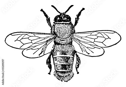 Bee or Apis mellifica, vintage illustration. photo