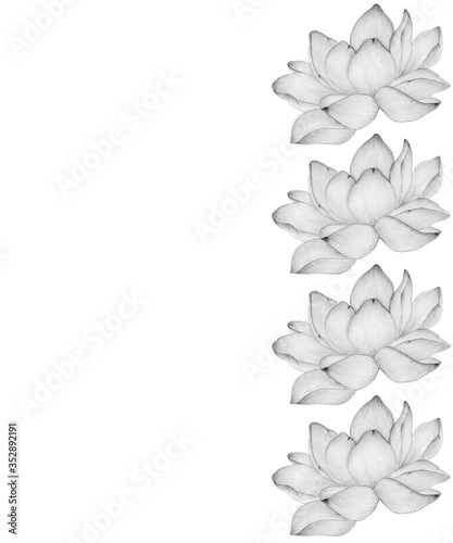 frame with monochrome lotus flower and copy space  floral card decoration with blooming water lily flowers  realistic pencil drawing illustration