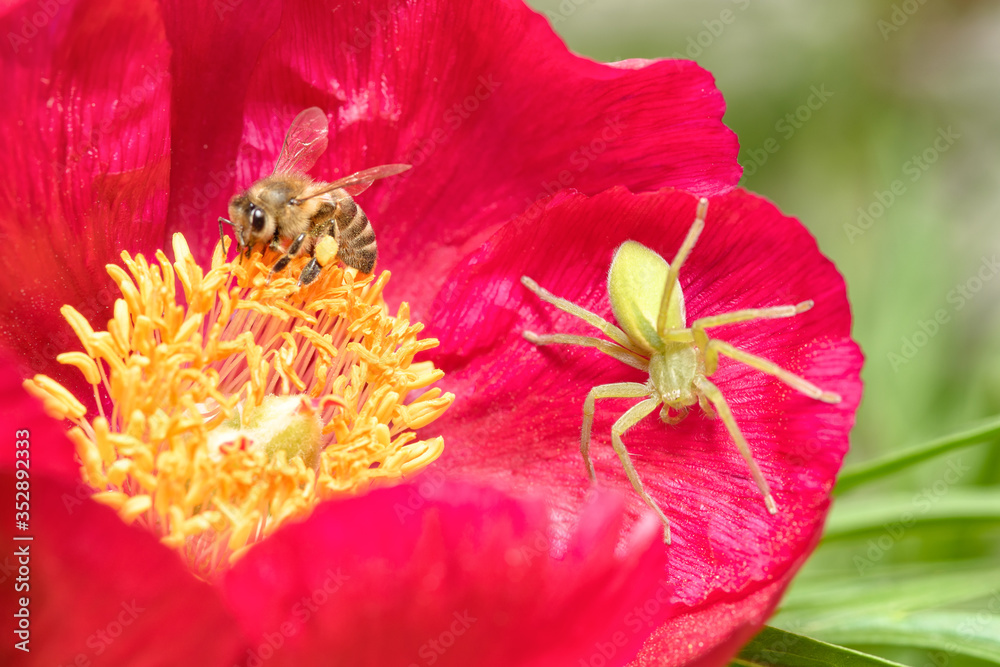 A large green spider, micrommata virescens, sits on a bright red peony flower, next to a bee collecting pollen. Macrophotography, close-up, copy space A large green spider, micrommata virescens, sits on a bright red peony flower, next to a bee collecting pollen. Macrophotography, close-up, copy space