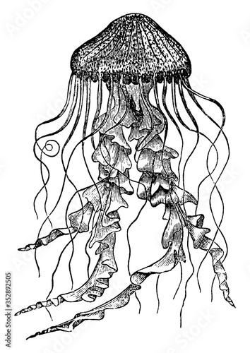 Jellyfish, vintage illustration.