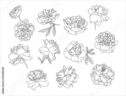 Set of painted peony flowers in different angles.
