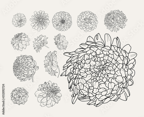 Set of painted peony flowers in different angles.