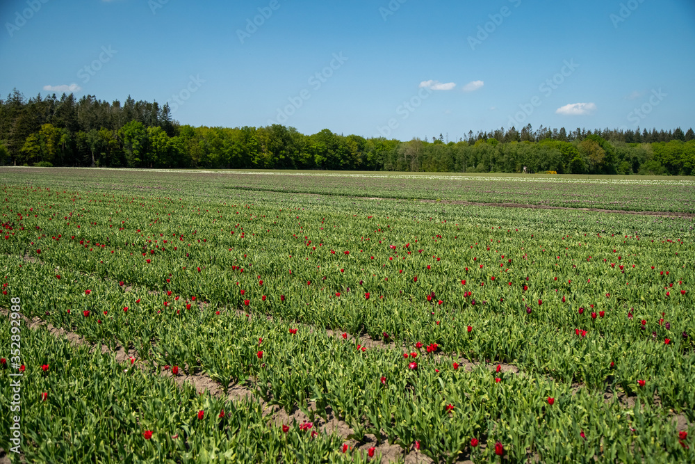 Tulip Field in the Netherlands